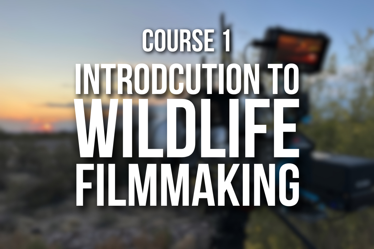 Course 1: Introduction to Wildlife Filmmaking - Filming The Wild